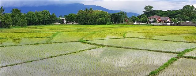 農業大国タイには生産を改善する機能性素材などの商機が眠る