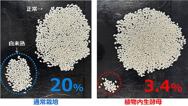 植物内生酵母を使用し白未熟米の発生を抑制できることを確認（栽培地：京都市、品種：ヒノヒカリ）